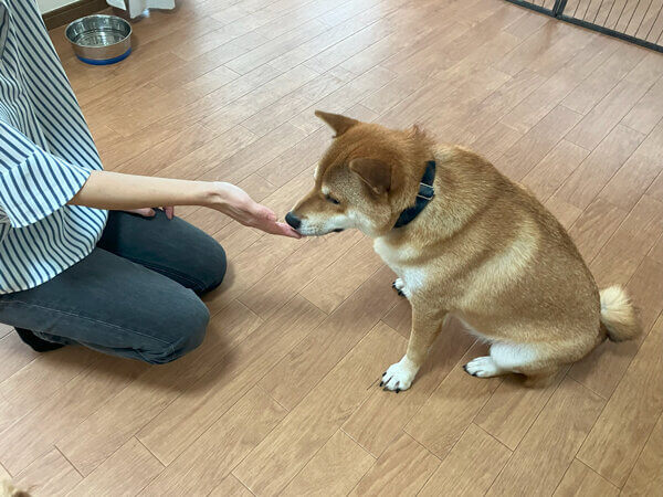 中型犬柴犬ペットホテル