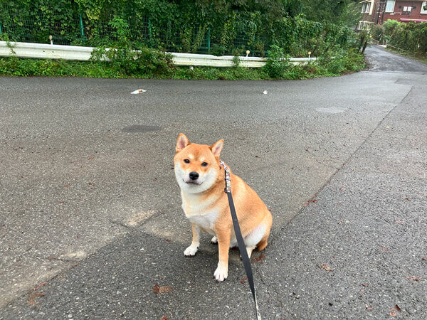 中型犬柴犬ペットホテル