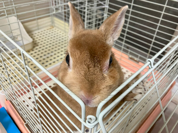 小動物うさぎペットシッター