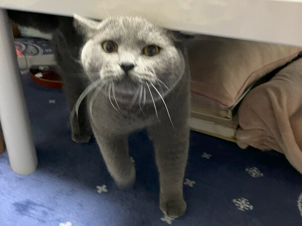 猫ブリティッシュショートヘアペットシッター