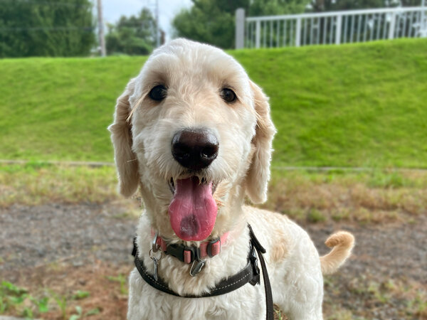 大型犬ゴールデンドゥードルペットホテル