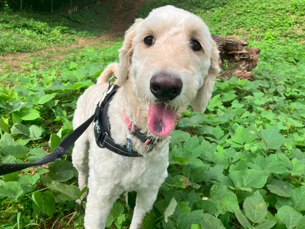 大型犬ゴールデンドゥードルペットホテル