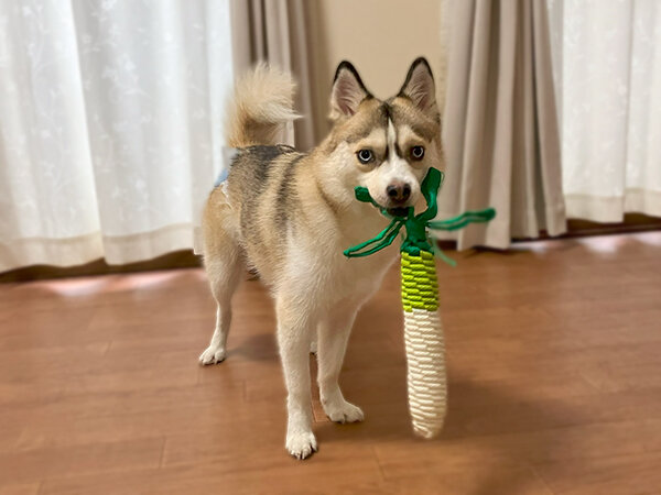 犬ポメラニアン×ハスキーペットシッター