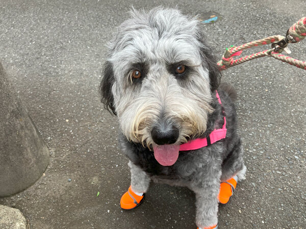 大型犬ゴールデンドゥードルペットシッター