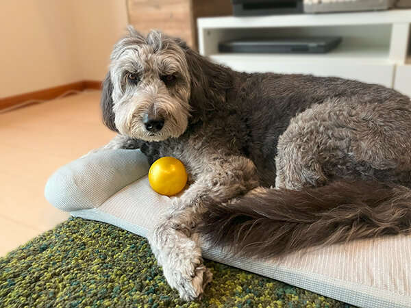 大型犬ゴールデンドゥードルペットシッター散歩