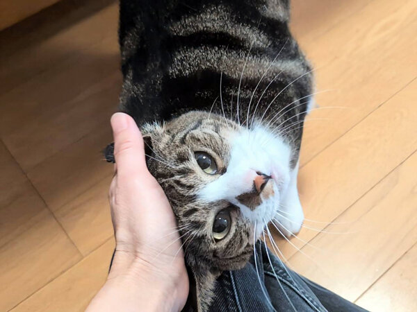 猫ペットシッター