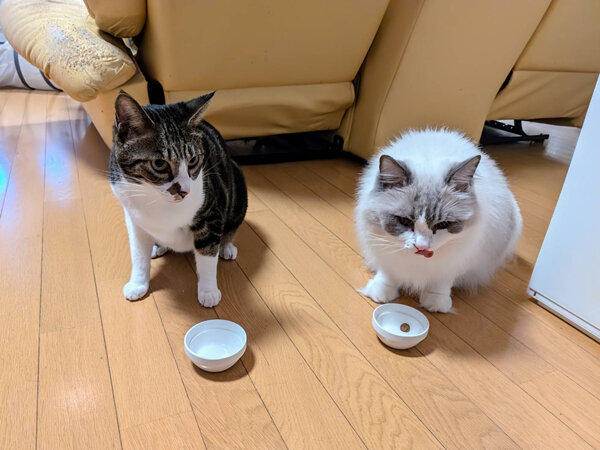 猫ペットシッター