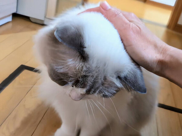 猫ペットシッター