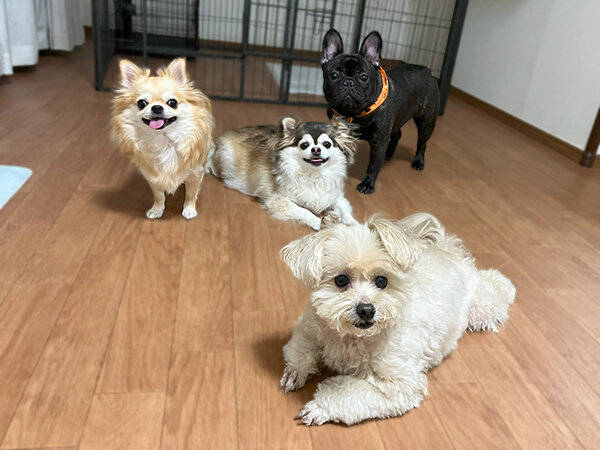 小型犬ペットホテル