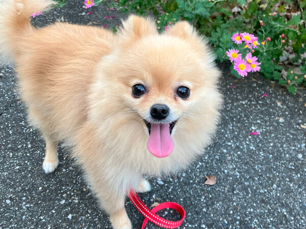 小型犬ポメラニアンペットホテル