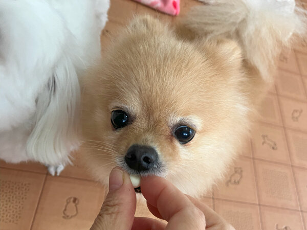 小型犬ポメラニアンペットホテル