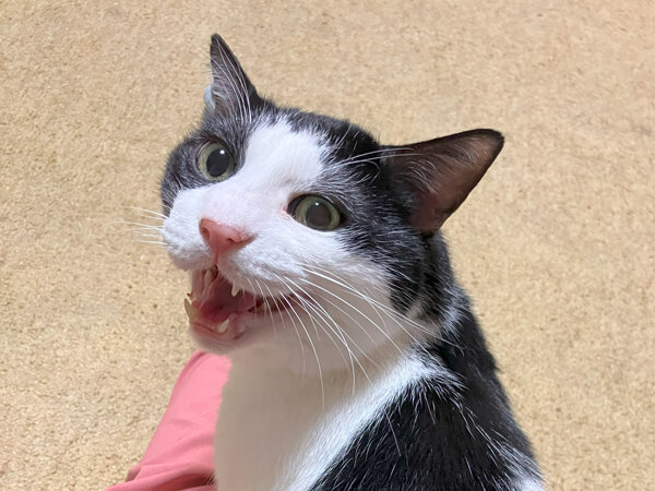 猫ペットシッター