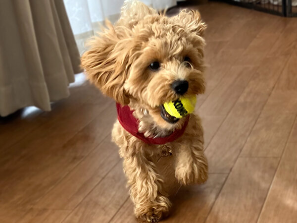 小型犬マルチーズ×トイプードルペットホテル