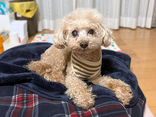 小型犬トイプードルペットシッター