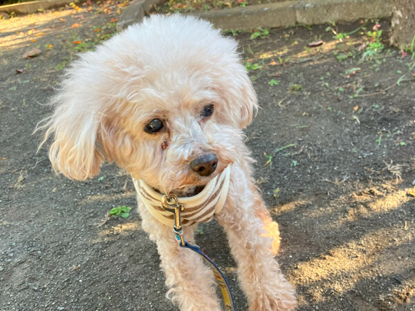 小型犬トイプードルペットシッター