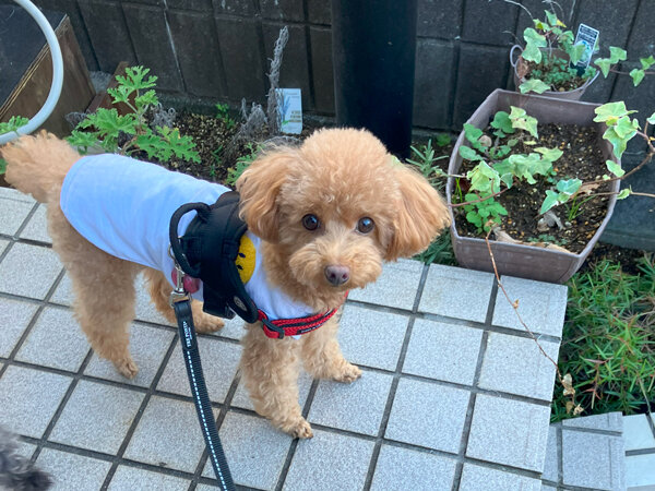 小型犬トイプードルペットホテル