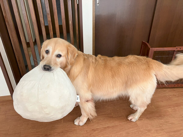 大型犬ゴールデンレトリバーペットホテル