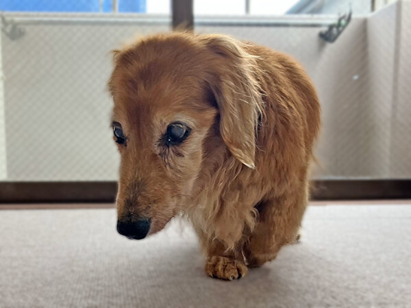 小型犬ミニチュアダックスフンドペット介護