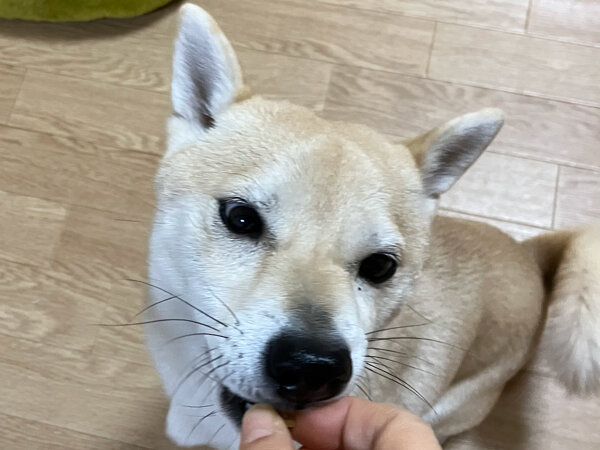 小型犬豆柴ペットシッター