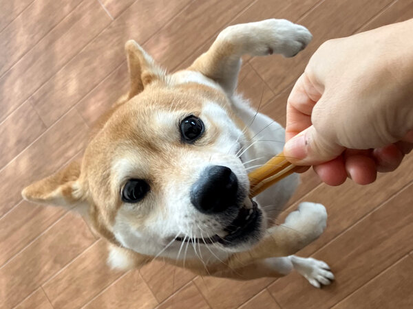 豆柴犬ペットホテル