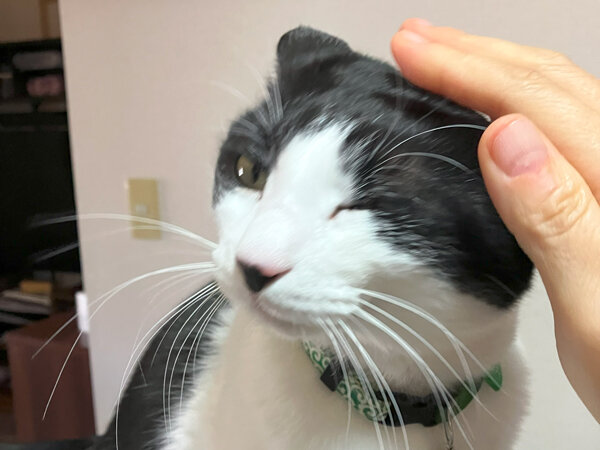 猫ペットシッター