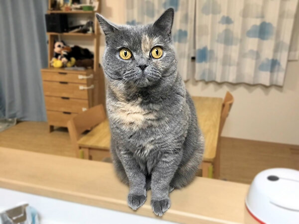 猫ブリティッシュショートヘアペットシッター