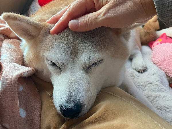 中型犬柴犬ペットシッター介護