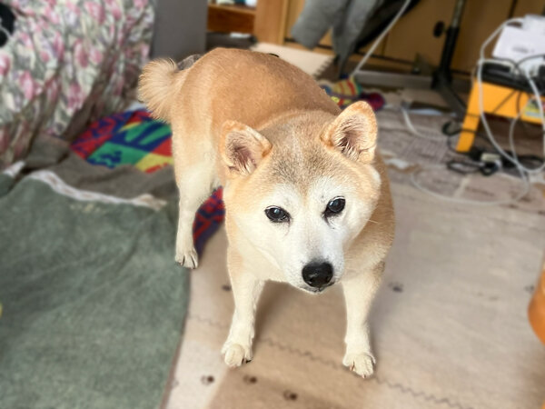 中型犬柴犬ペットシッター介護