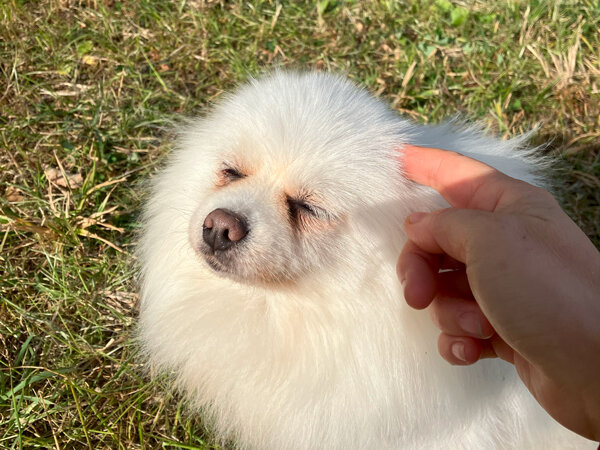 小型犬ポメラニアンペットシッター