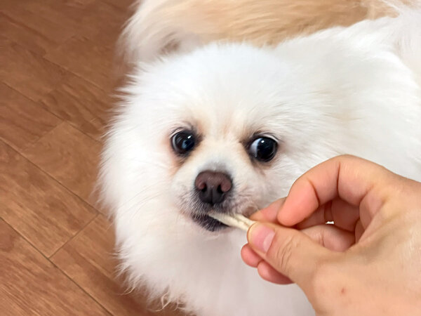 小型犬ポメラニアンペットシッター