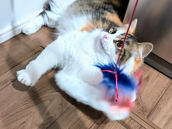 猫ペットシッター