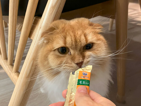 猫ペットシッター