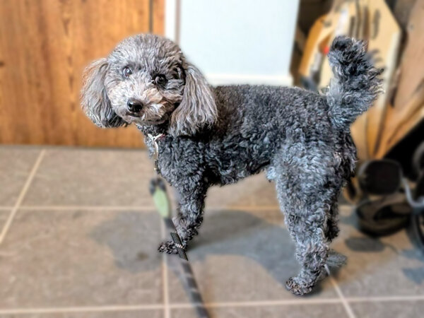 小型犬トイプードルペットシッター
