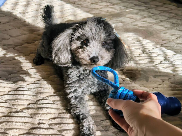 小型犬トイプードルペットシッター
