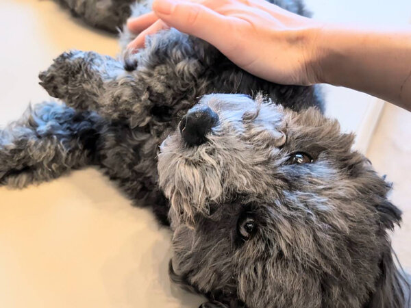 小型犬トイプードルペットシッター
