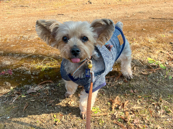 小型犬ヨークシャテリアペットシッター