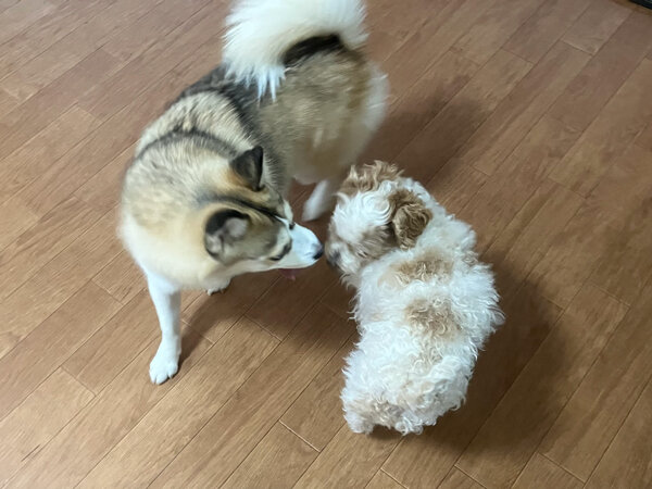 小型犬マルチーズ×トイプードルペットホテル