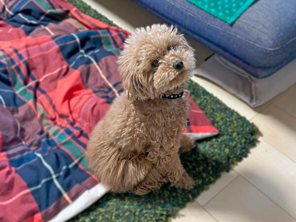 小型犬トイプードルペットシッター