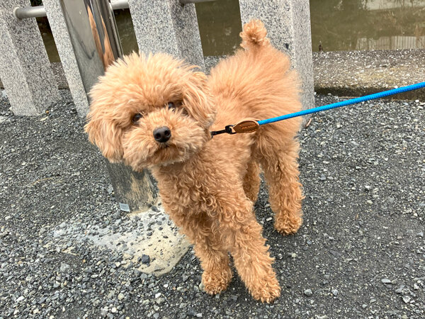 小型犬トイプードルペットシッター