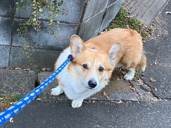 中型犬ウェルシュコーギーペットホテル