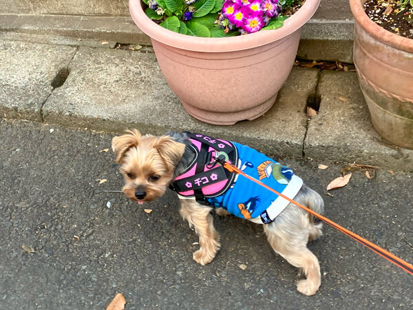 小型犬ヨークシャテリアペットホテル