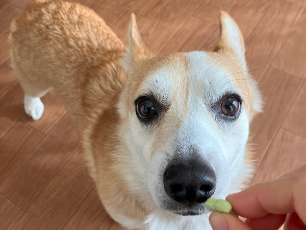 中型犬ウェルシュ・コーギーペットホテル