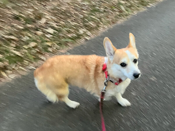 中型犬ウェルシュ・コーギーペットホテル