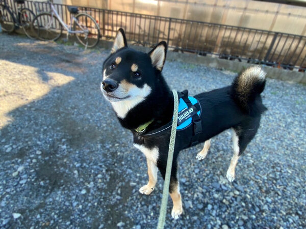 中型犬柴ペットシッター