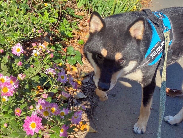 中型犬柴ペットシッター