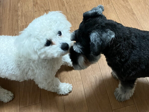 犬ビションフリーゼペットホテル