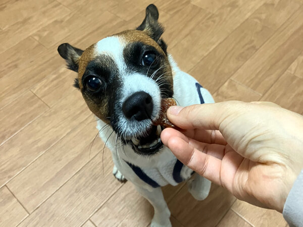 小型犬ジャックラッセルテリアペットホテル