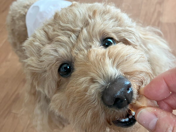 小型犬トイプードルペットホテル