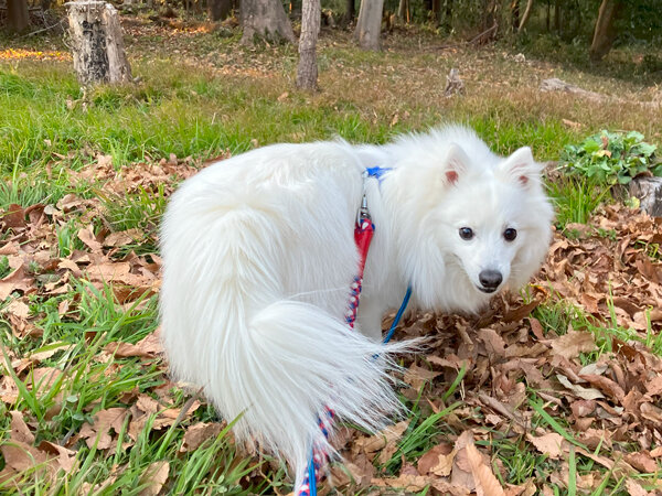 犬スピッツペットホテル