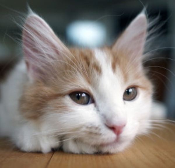 腎不全から愛猫を守るために 日本ペットシッターサービス